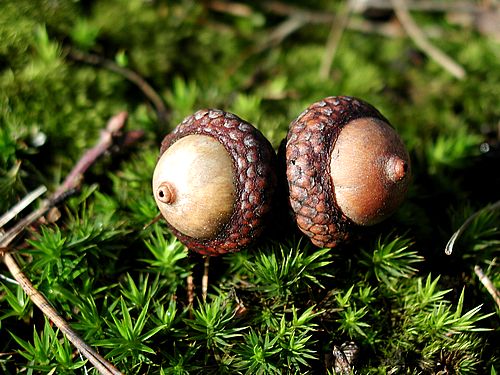 two-acorns-in-moss